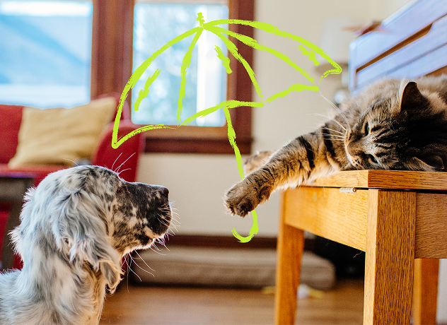 Pets insurance promotion