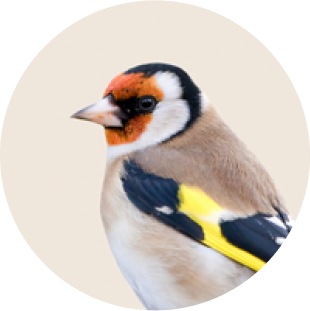 Bird & Wildlife