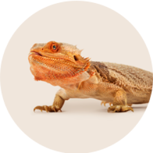 Reptile