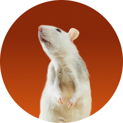 Small Animal
