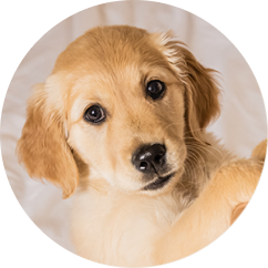 Puppy