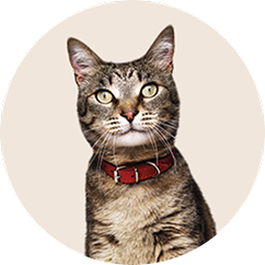 Adult cat food