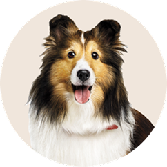 Adult dog food