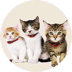 Kitten food