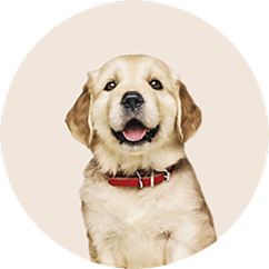 Puppy food