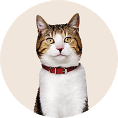 Senior cat food