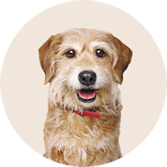 Senior dog food