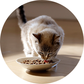 Cat dry food
