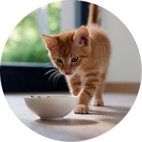 Cat wet food