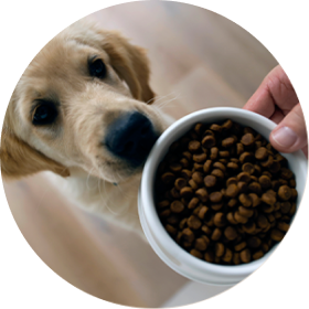 Dog dry food