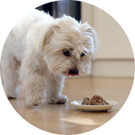 Dog wet food