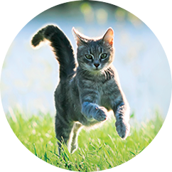 Adult Cat