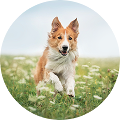 Adult Dog