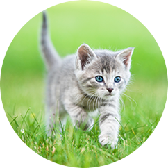 Kitten