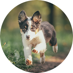 Puppy