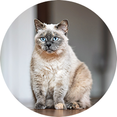 Senior Cat