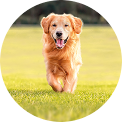 Senior Dog