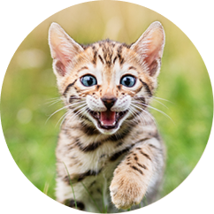 Kitten