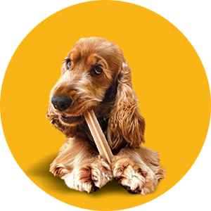 Dentastix