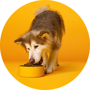 Dry Food