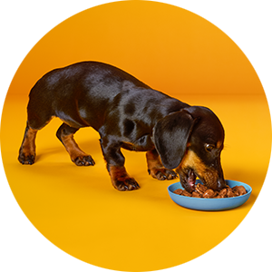 Wet Food