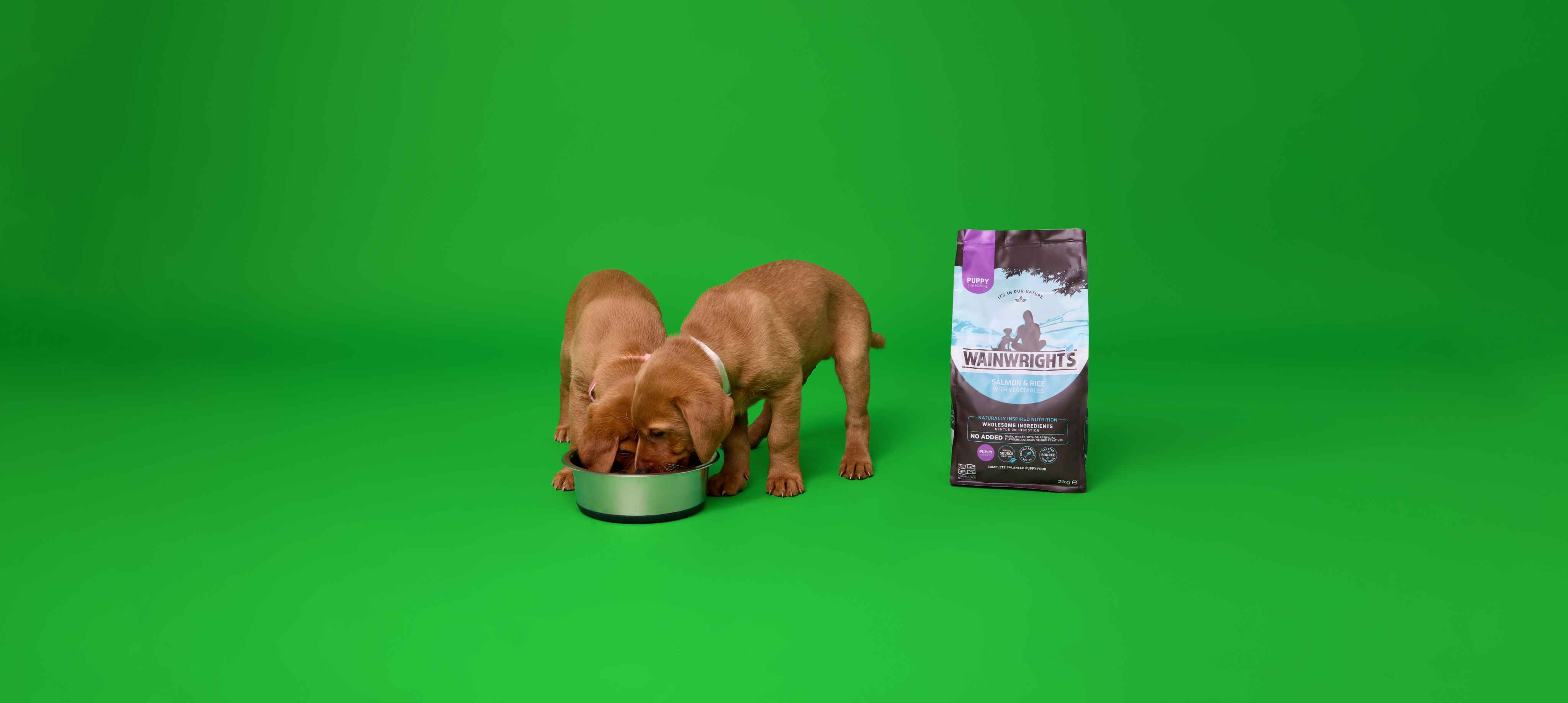 Hero image for Feeding your puppy