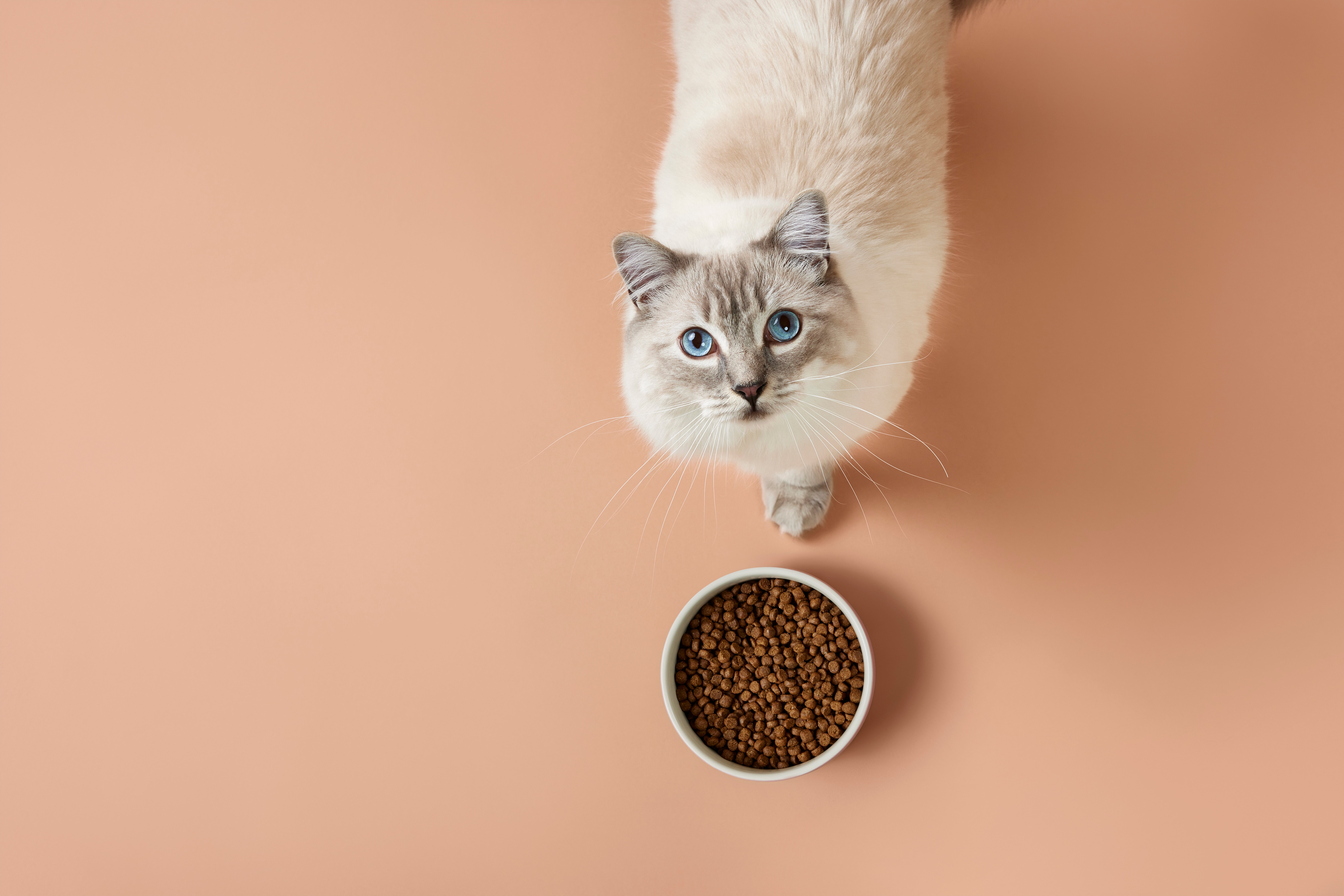 Kitten nutrition
