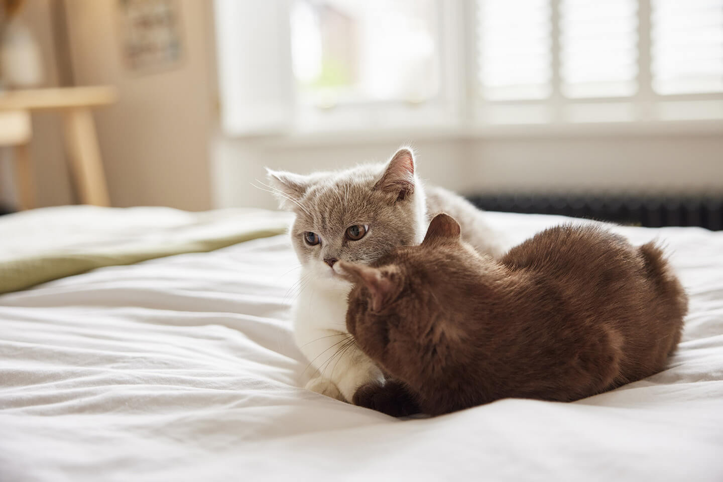 Kitten Behaviour Guide