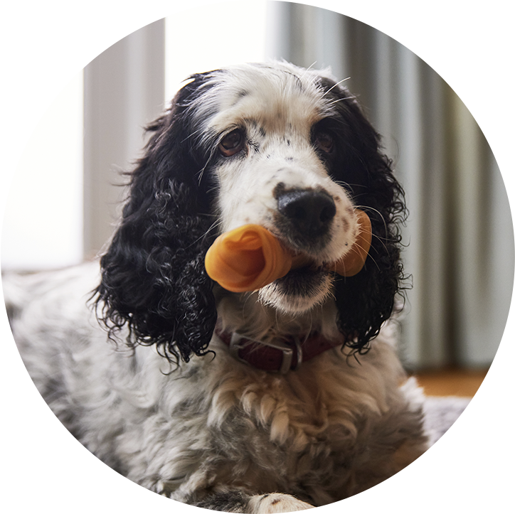 Gentle Chewer