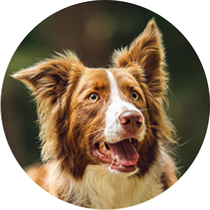 Medium Dog