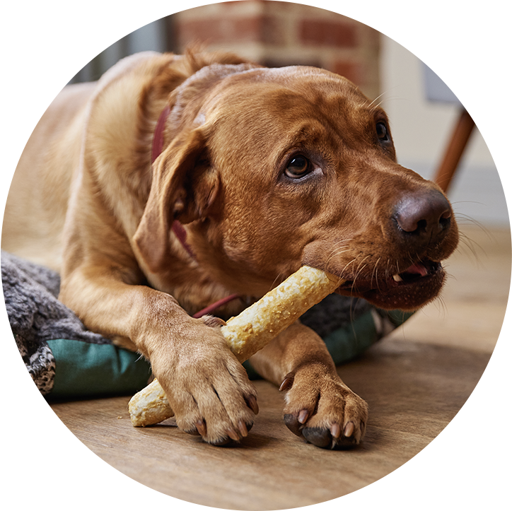 Tough Chewer