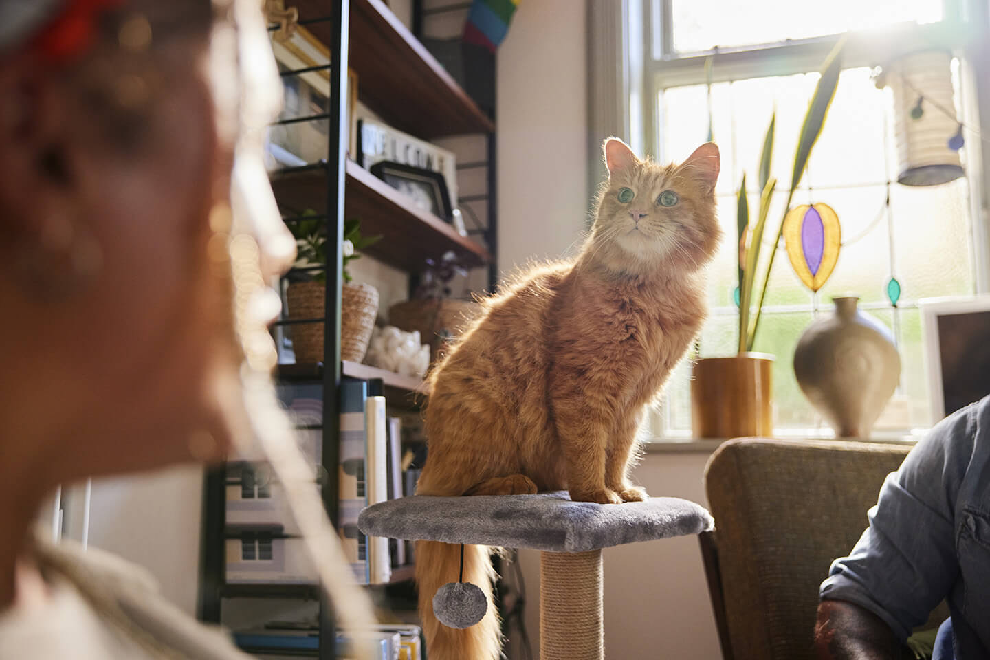 Cat Training and Behaviour
