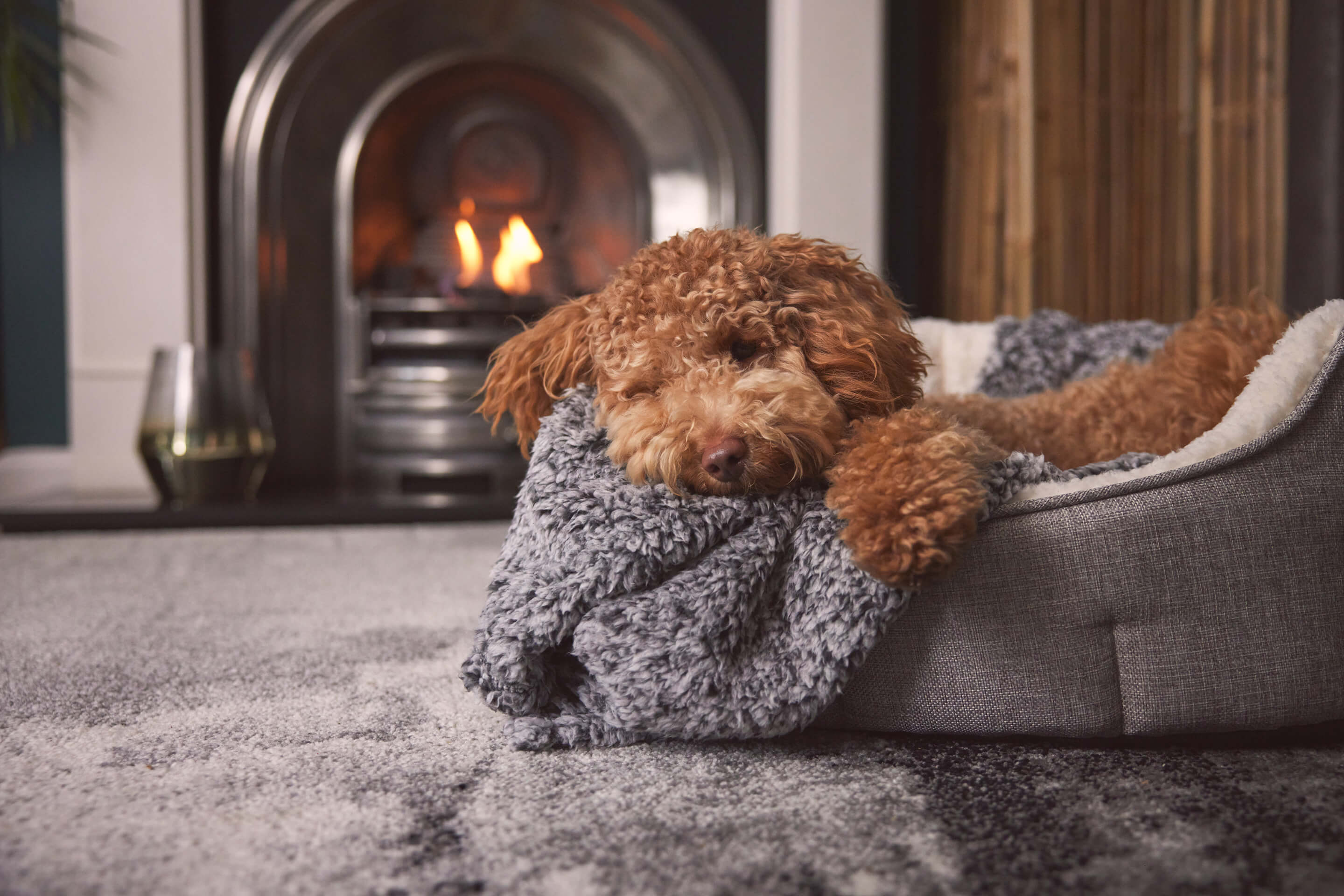 Top 5 ways to help calm your dog