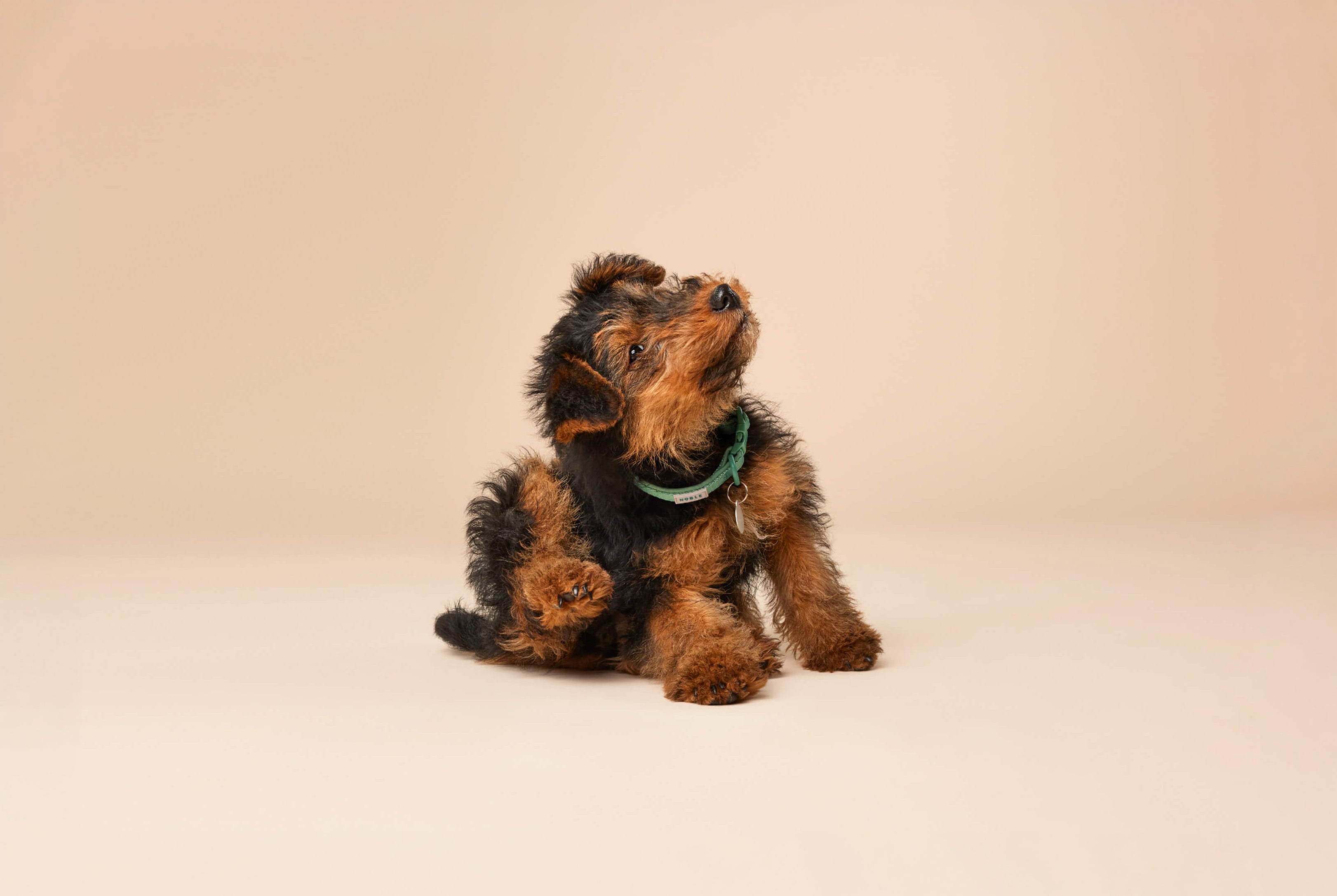 Ditch the itch: dog flea advice