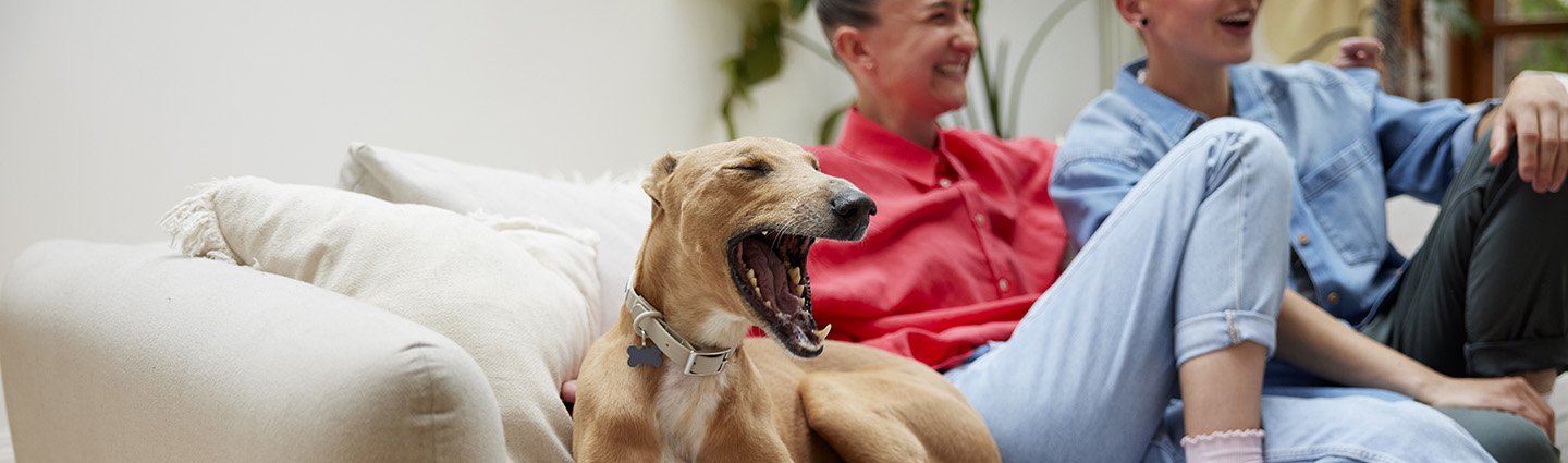 Dog sleep guide