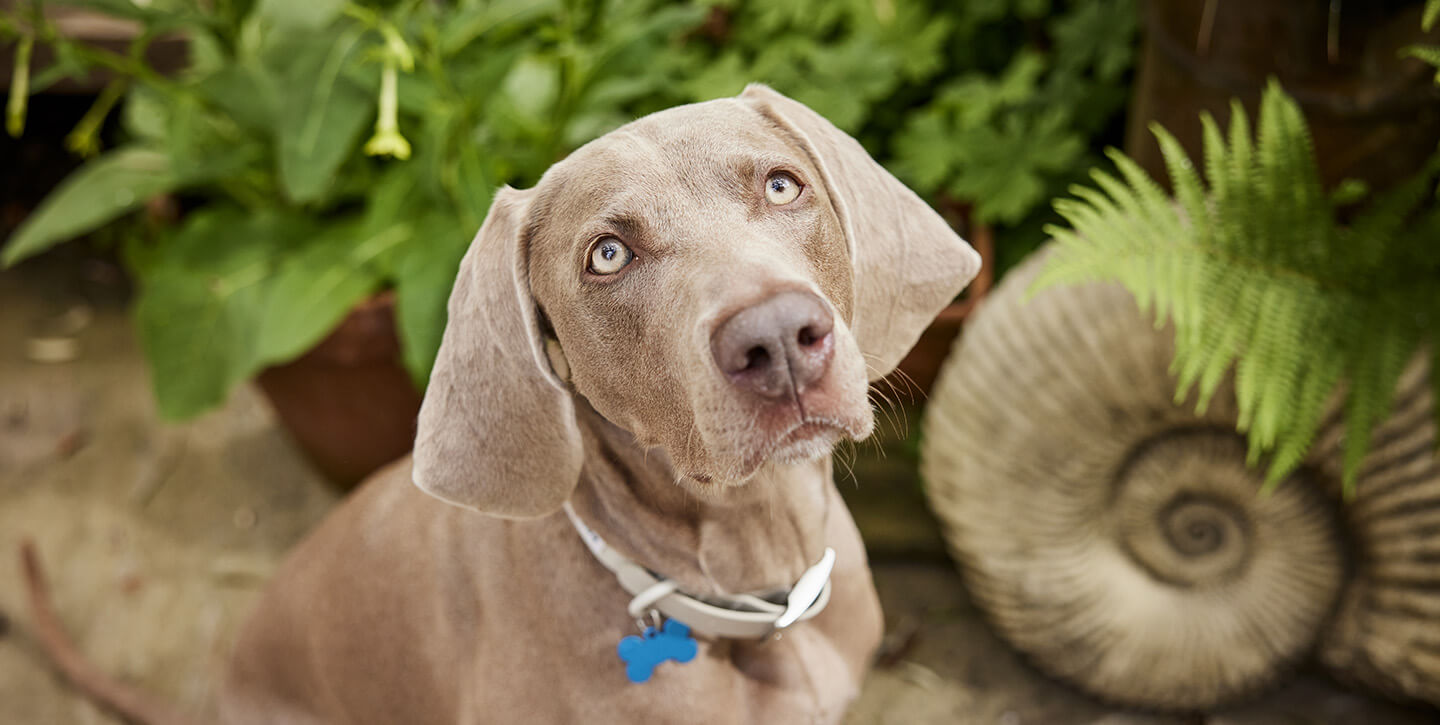 Poisonous Plants for Dogs: Keep Your Pet Safe | Pets