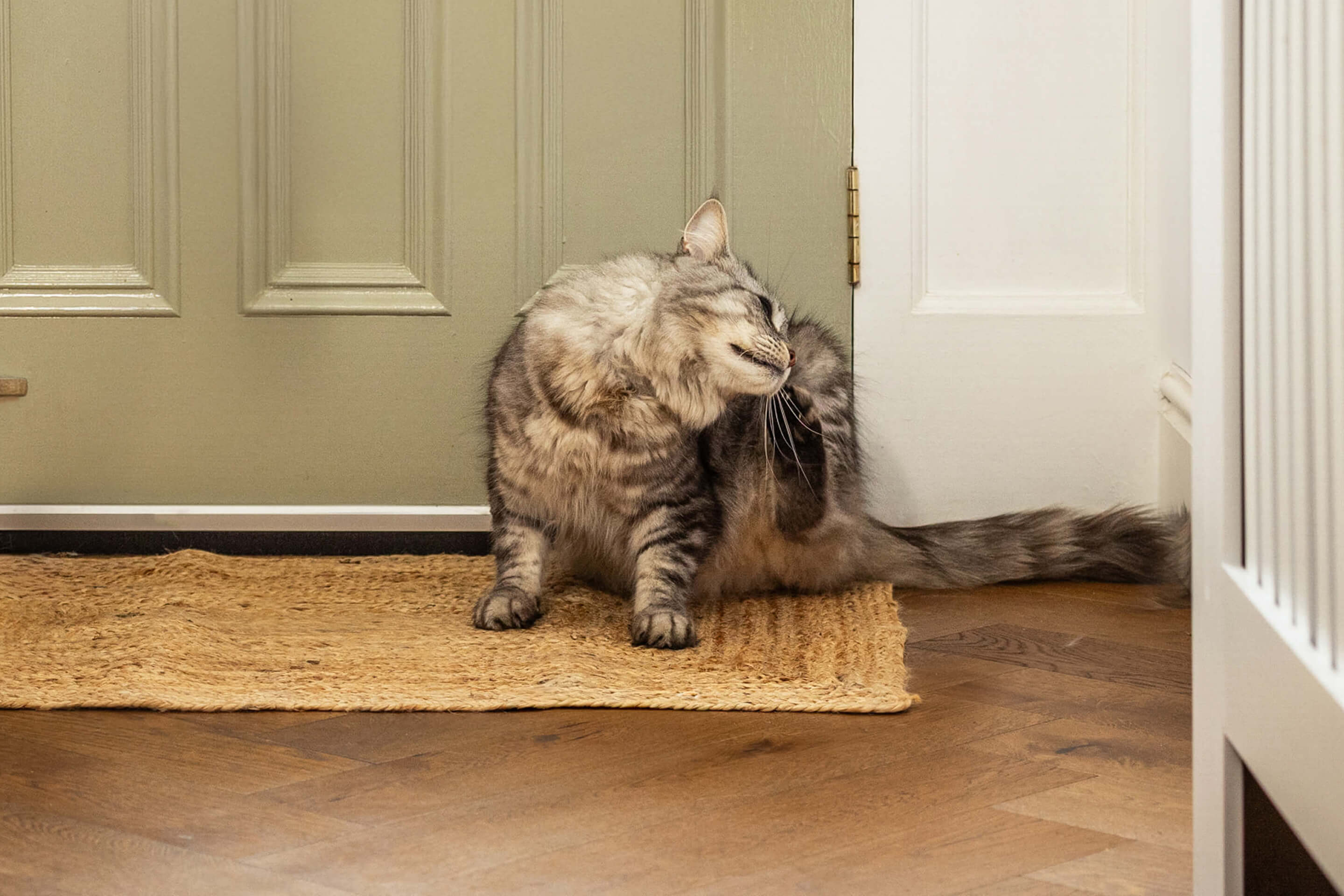 Fleas, ticks and worms: 5 ways to fight back