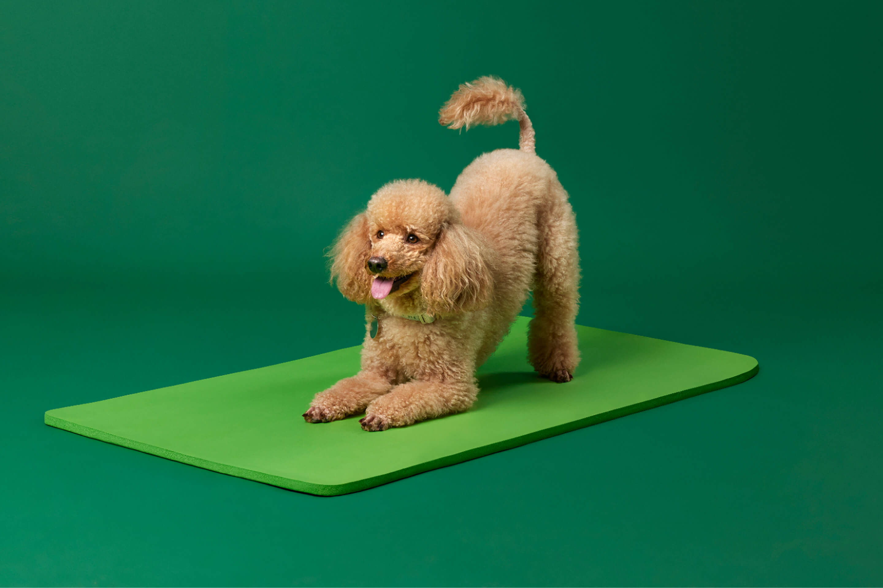 Joints & mobility: 10 ways to keep pets active