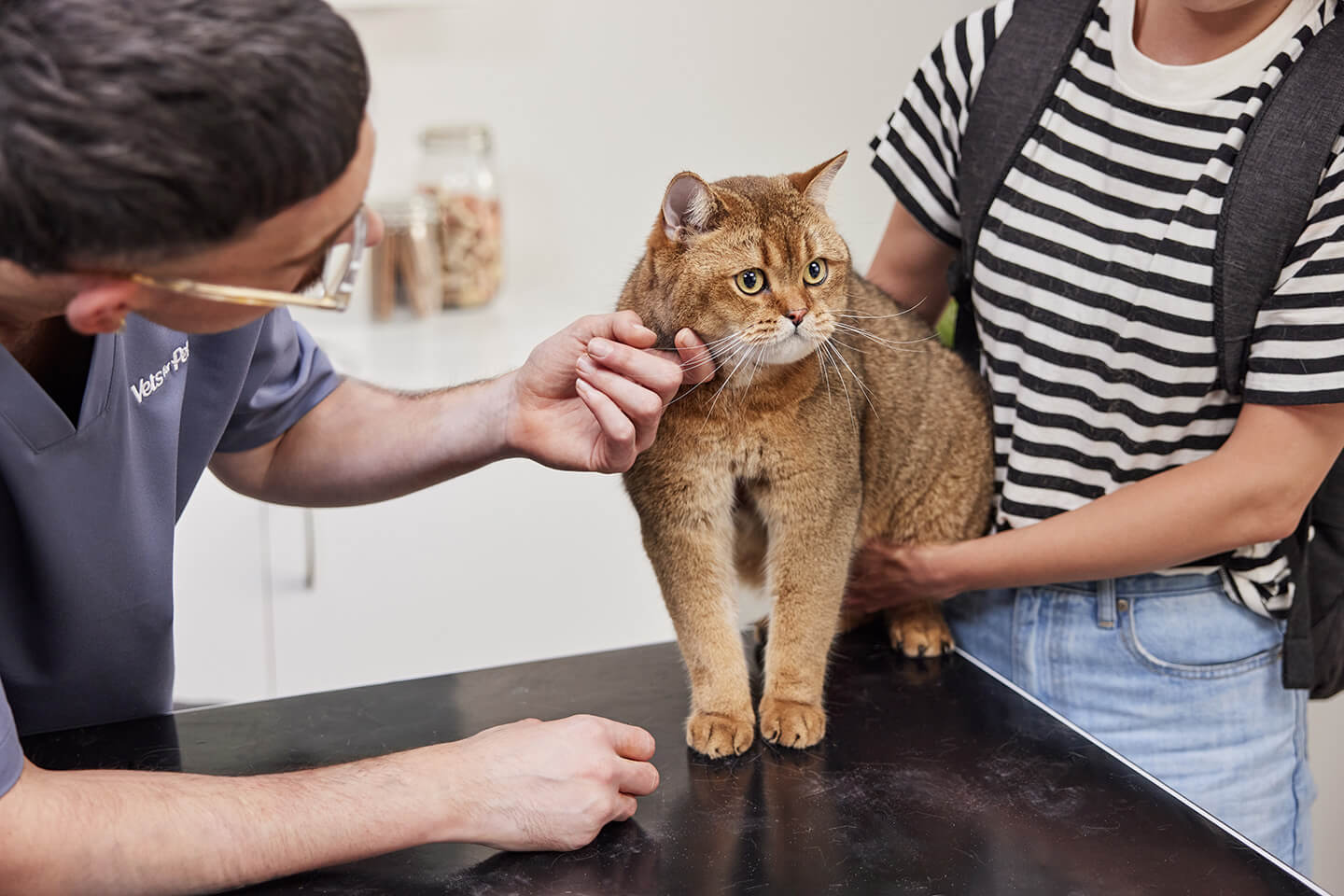 Foods that are dangerous to cats