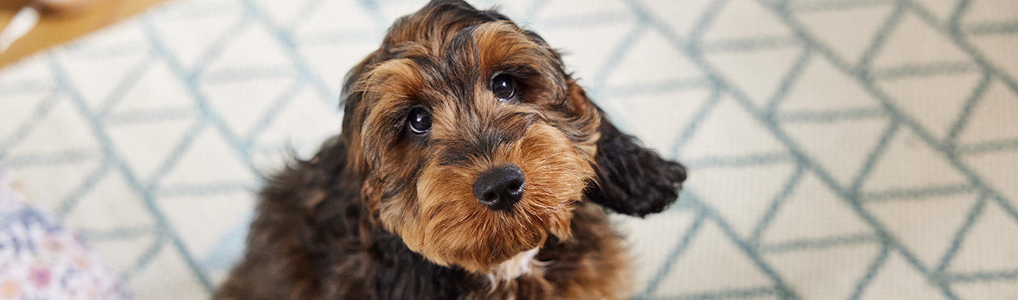 how long should i feed my puppy puppy food