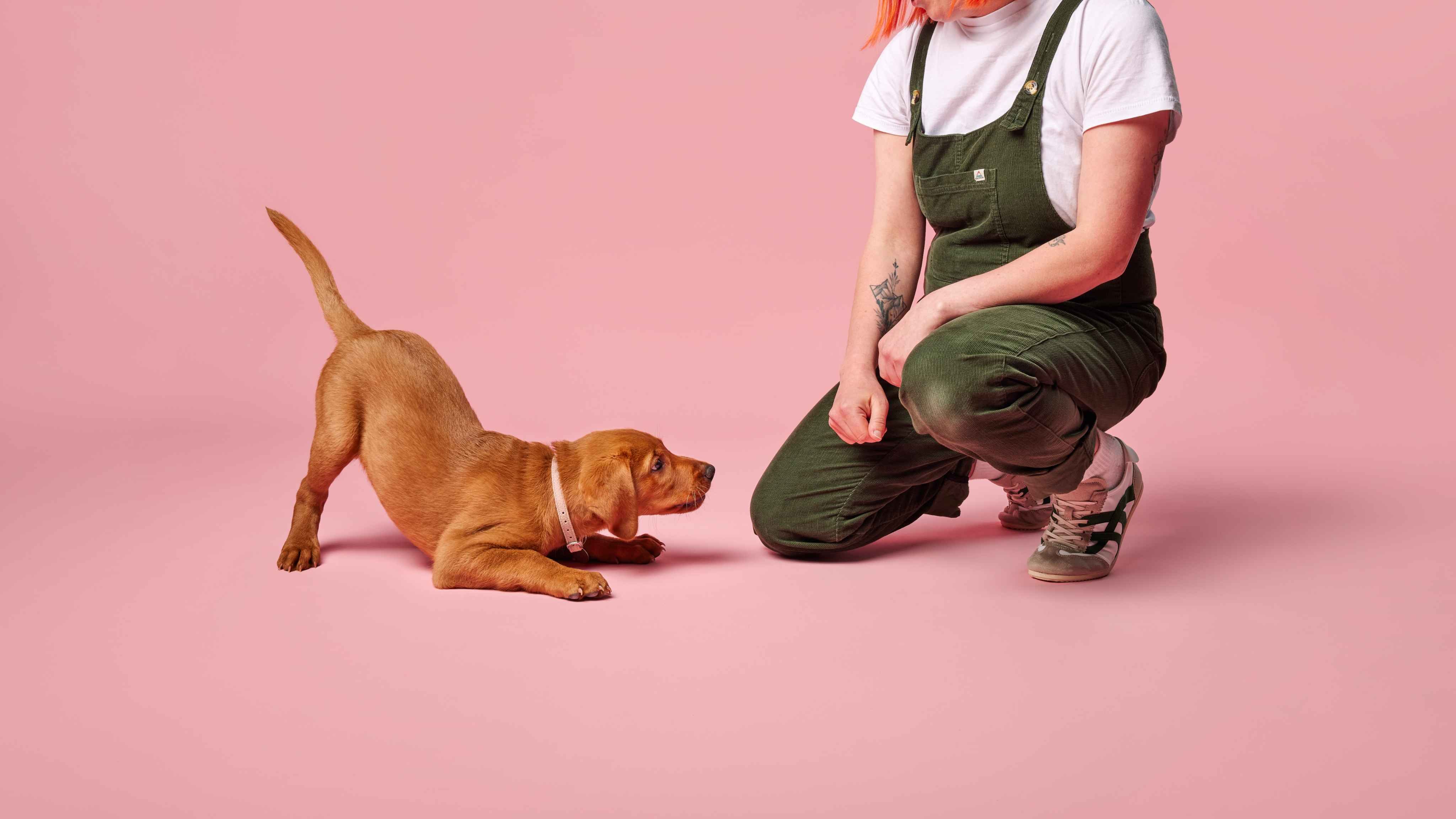 Introducing new pets to your family