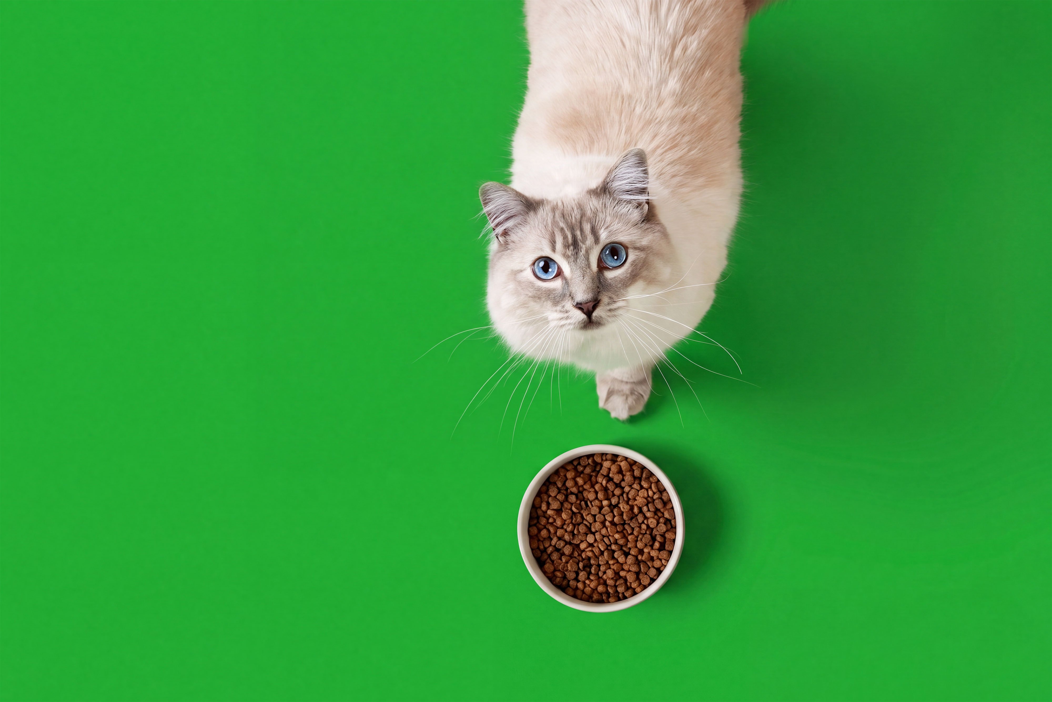 Kitten nutrition