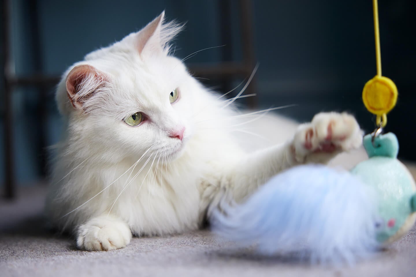 Cat owner’s guide to enriched playtime