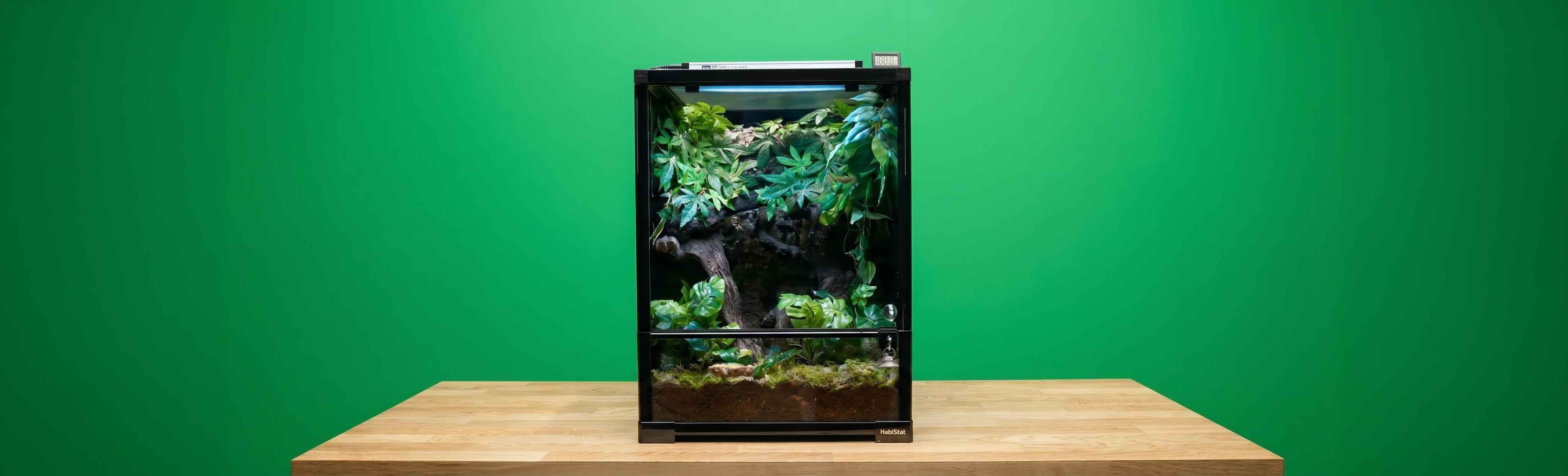 How to set up a crested gecko vivarium