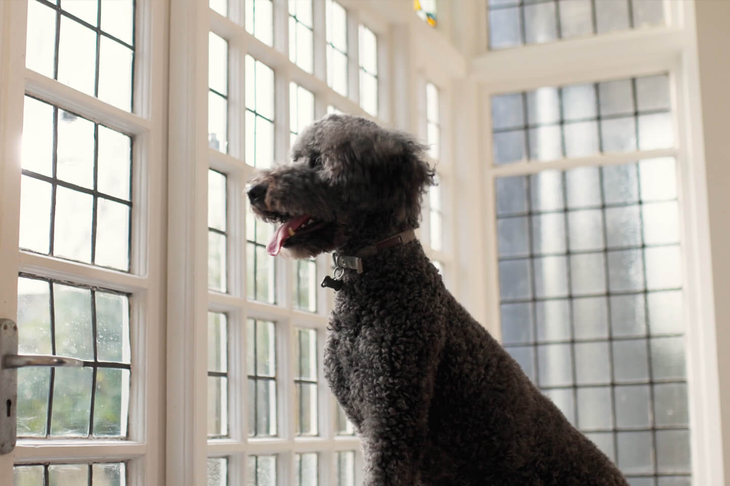 Moving home with a dog or puppy