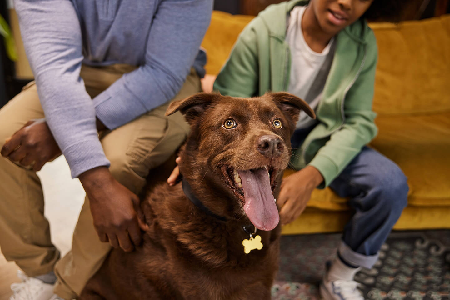 Dog Shedding & Moulting