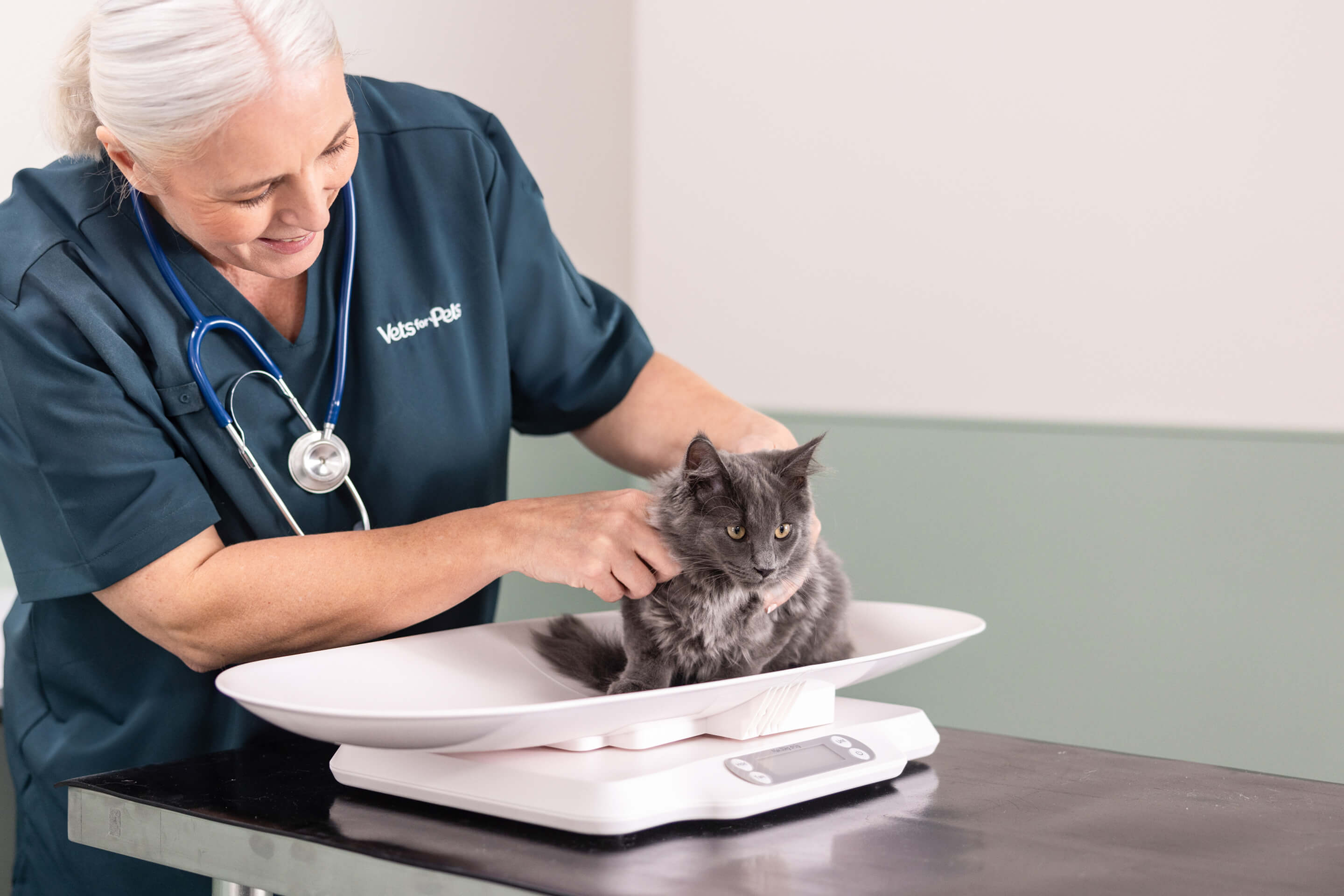 Kitty calories: cat weight advice