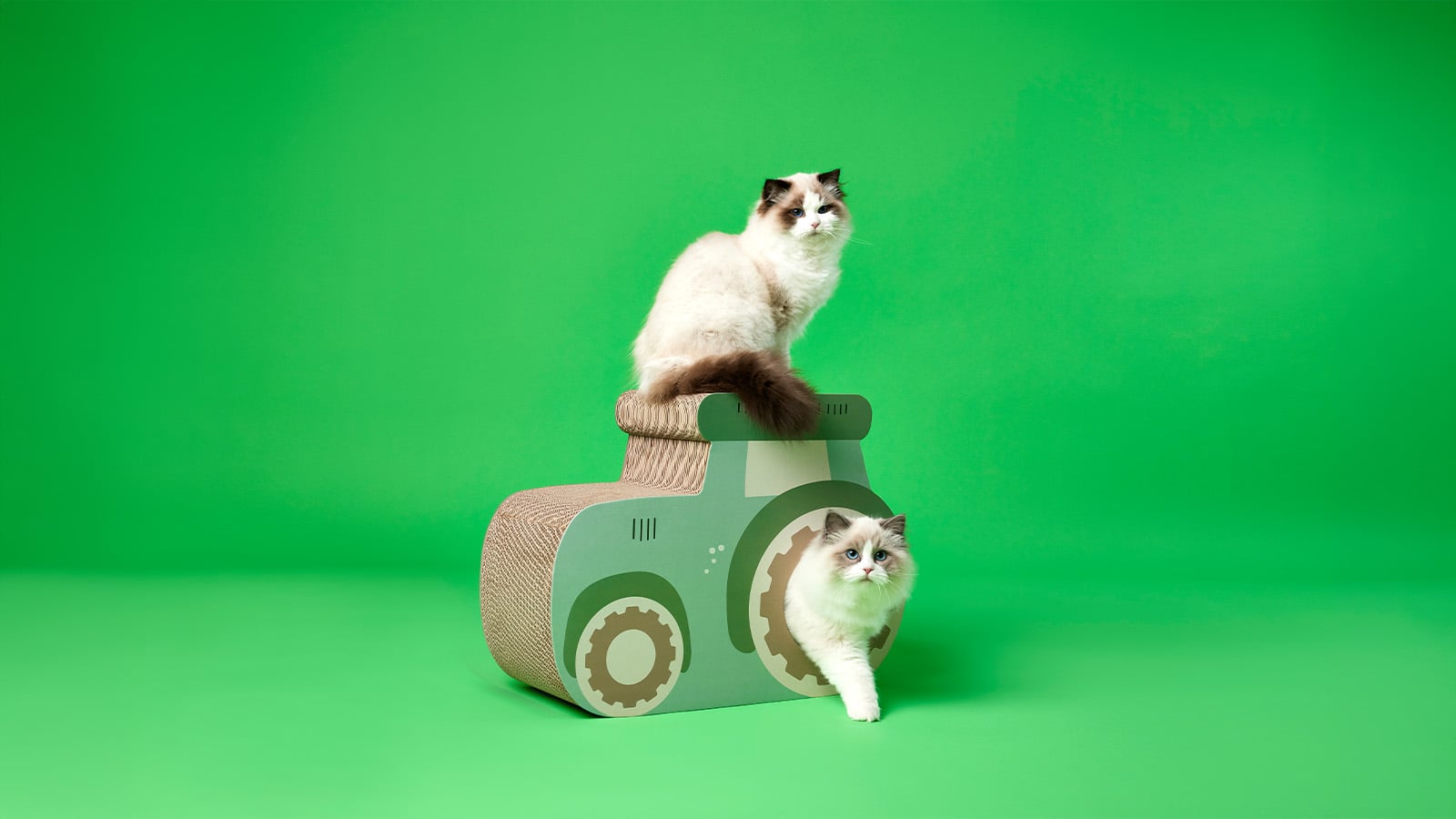 Kitten-proofing your home