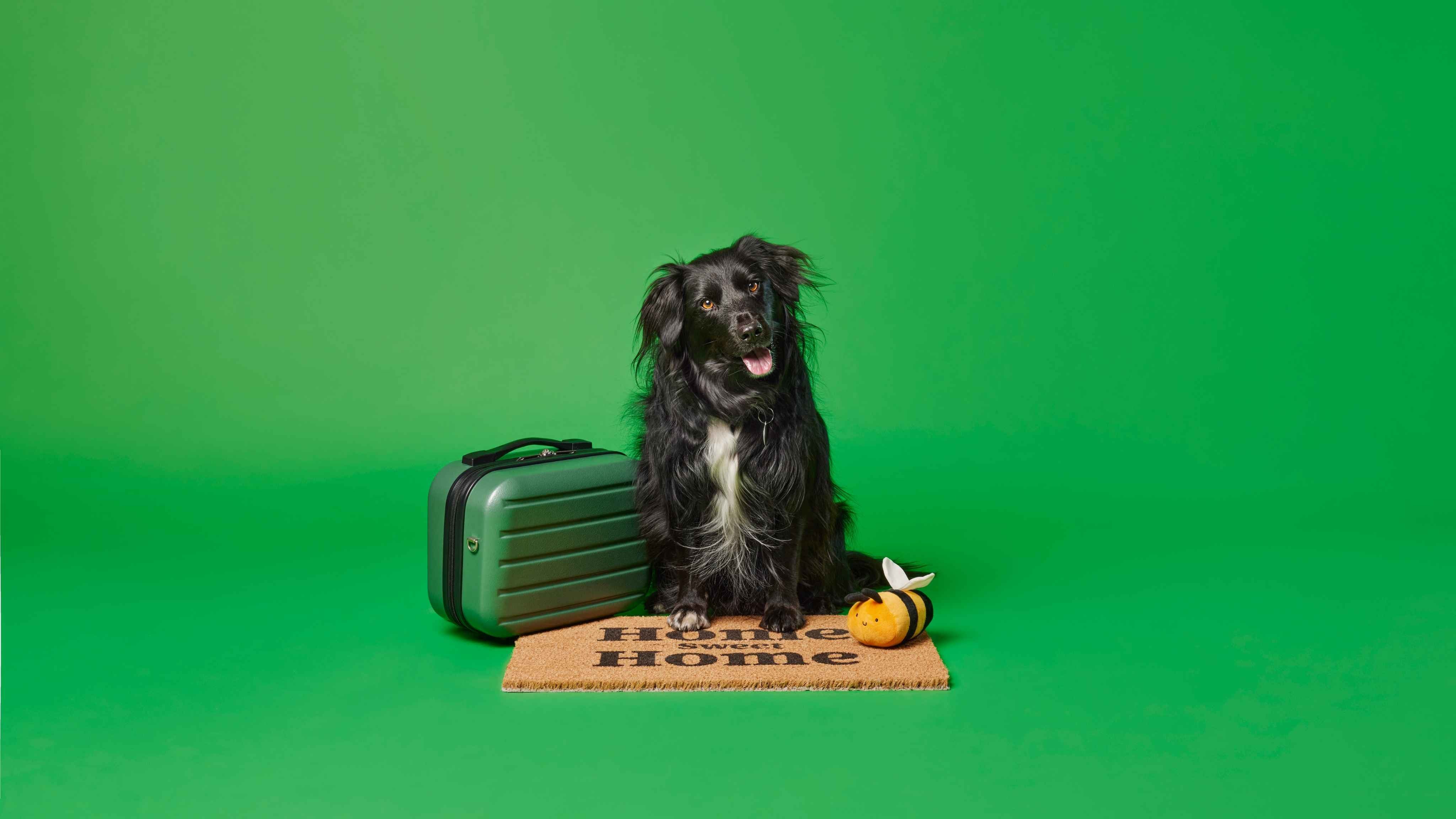 Rehoming Pets