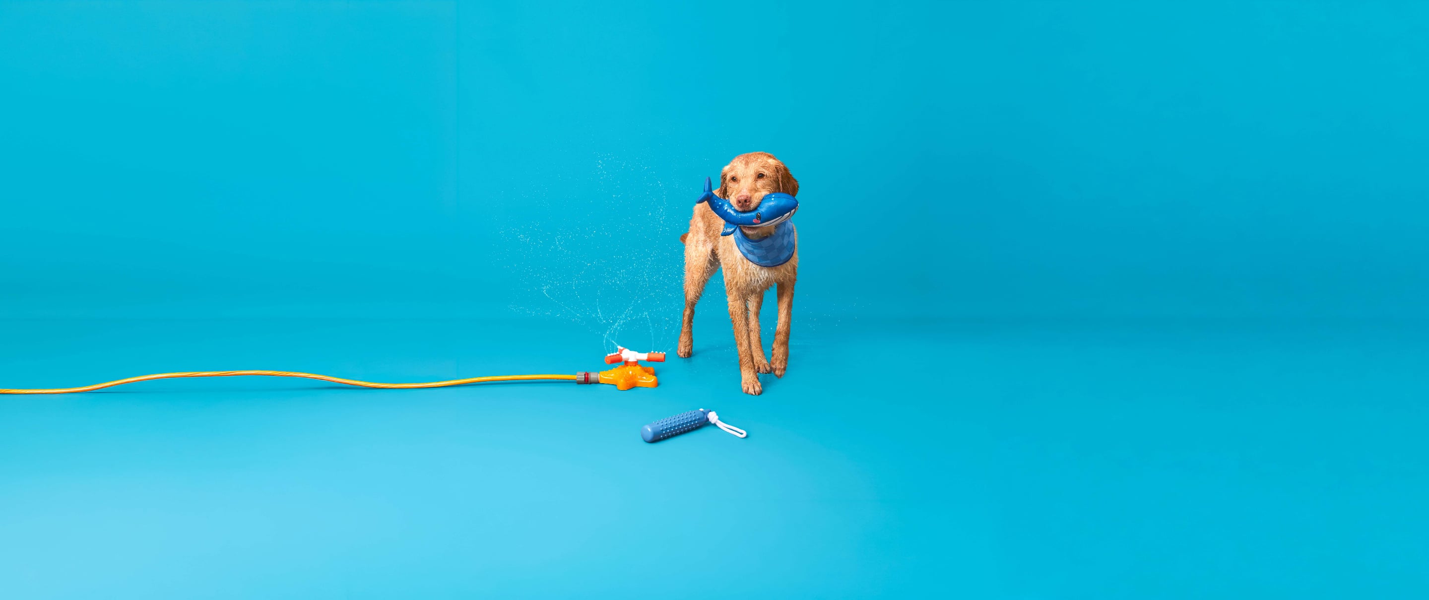 Hot Weather Tips for Dogs